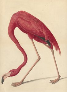 Greater Flamingo, 1838